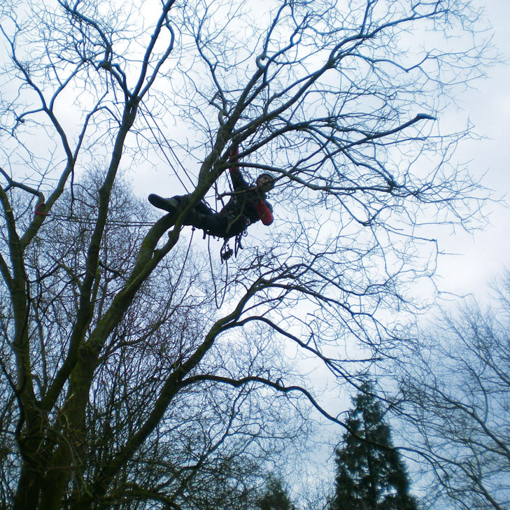 Elagage d'arbres à Lille